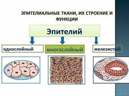 Эпителиальные ткани строение виды