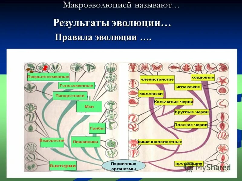 Какие направления органической эволюции привели к формированию