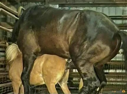 Gigantic black stallion nicely pounds a miniature pony. 