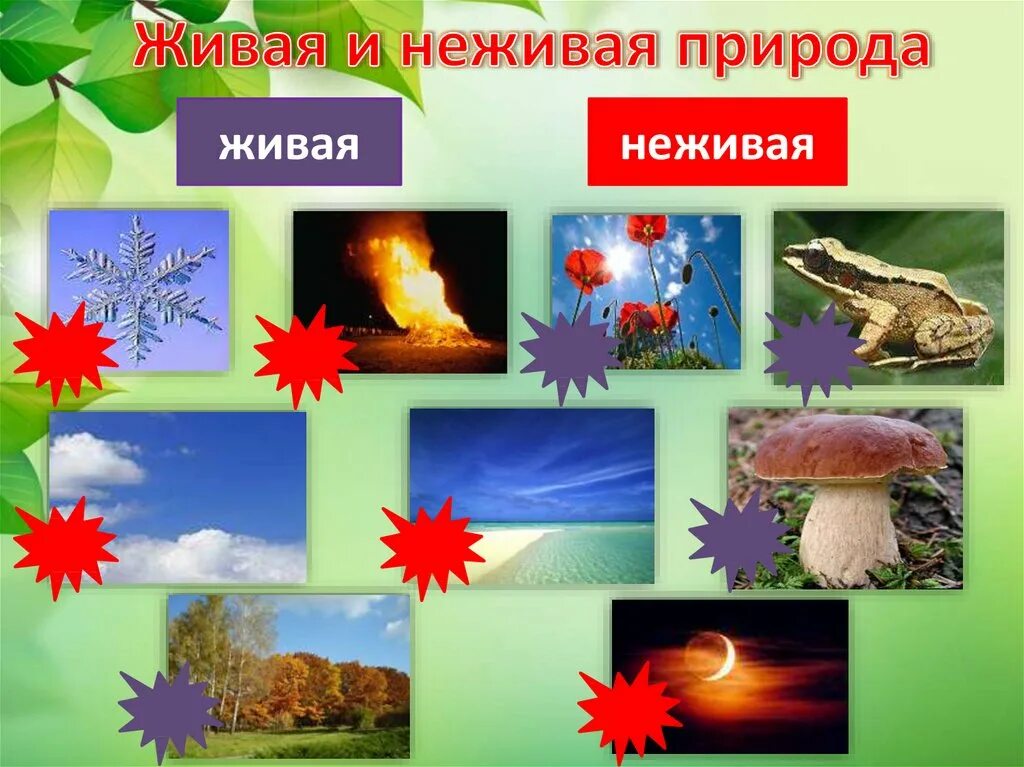 Живая неживая природа россии. Живая и неживая природа. Живая и ее Живая природа. Живая и недмвая природа. Живая и не эивая природа.