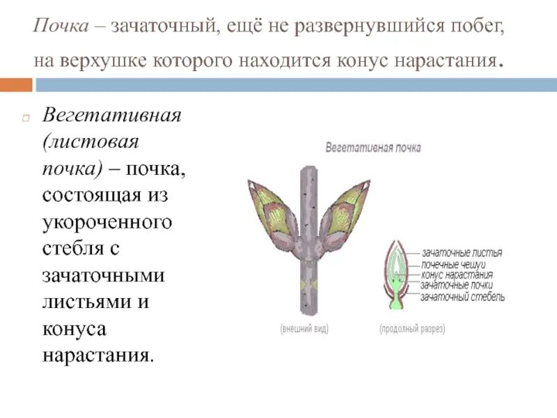 Почему почки называют биологическим фильтром. Почка это зачаточный побег. Строение почки растения конус нарастания. Вегетативная почка конус нарастания. Листовая почка.