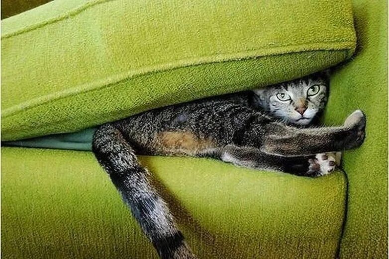 Кот спрятался. Кот на диване. Котенок под диваном. Животные под диваном. Киса под