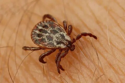 Коричневая спина желто коричневые