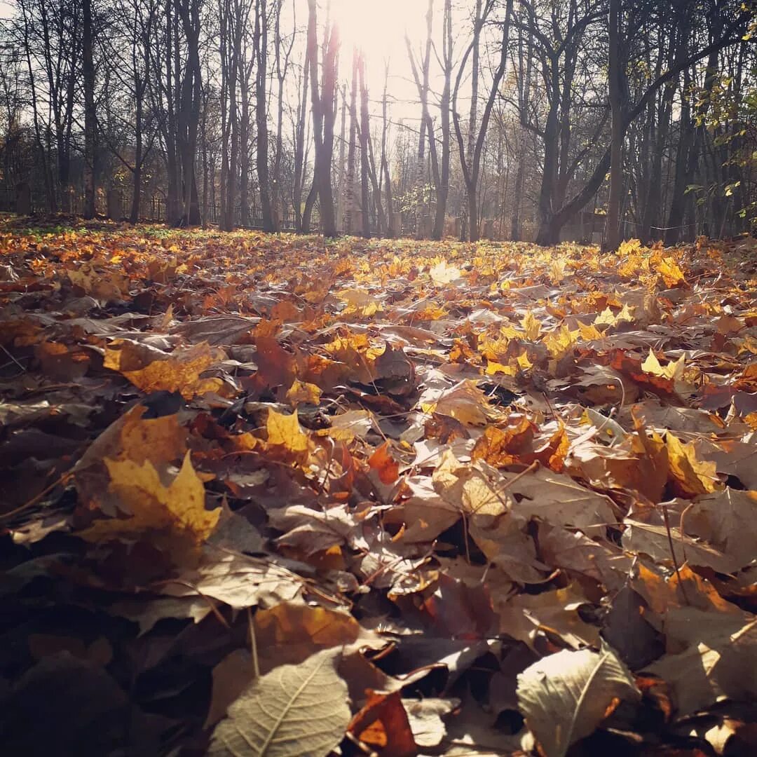 открытки с дождливой осенью. пришёл сентябрь наступила. пришел сентябрь наступила осень. прощай лето презентация. поздравление с осенью.