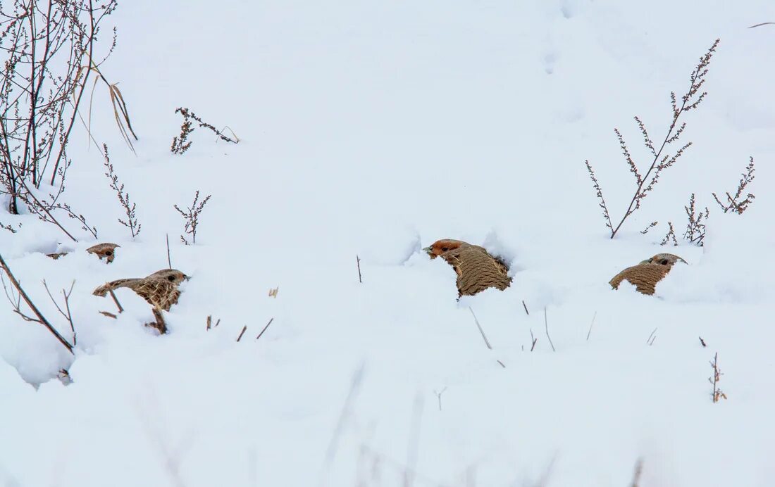 Куропатки рябчики тетерева. Глухарь тетерев рябчик. Куропатка рябчик зимой. Куропатки под снегом. Где прячется зима