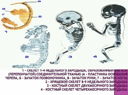 Наличие скелета