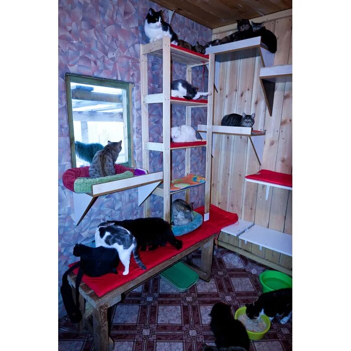 Комната для кошек. Кошачий домик. Домики для котов в приюте. Комнаты для кошек в приюте. Приют для кошек в нижнем