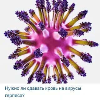 Вирус герпеса 1 2 igm