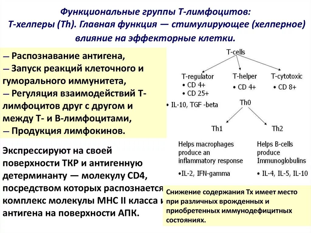 Функции т группы. Функции т лимфоцитов хелперов. т-хелперы главные функции. механизм иммуногенеза. функции т1 и т2 лимфоцитов.