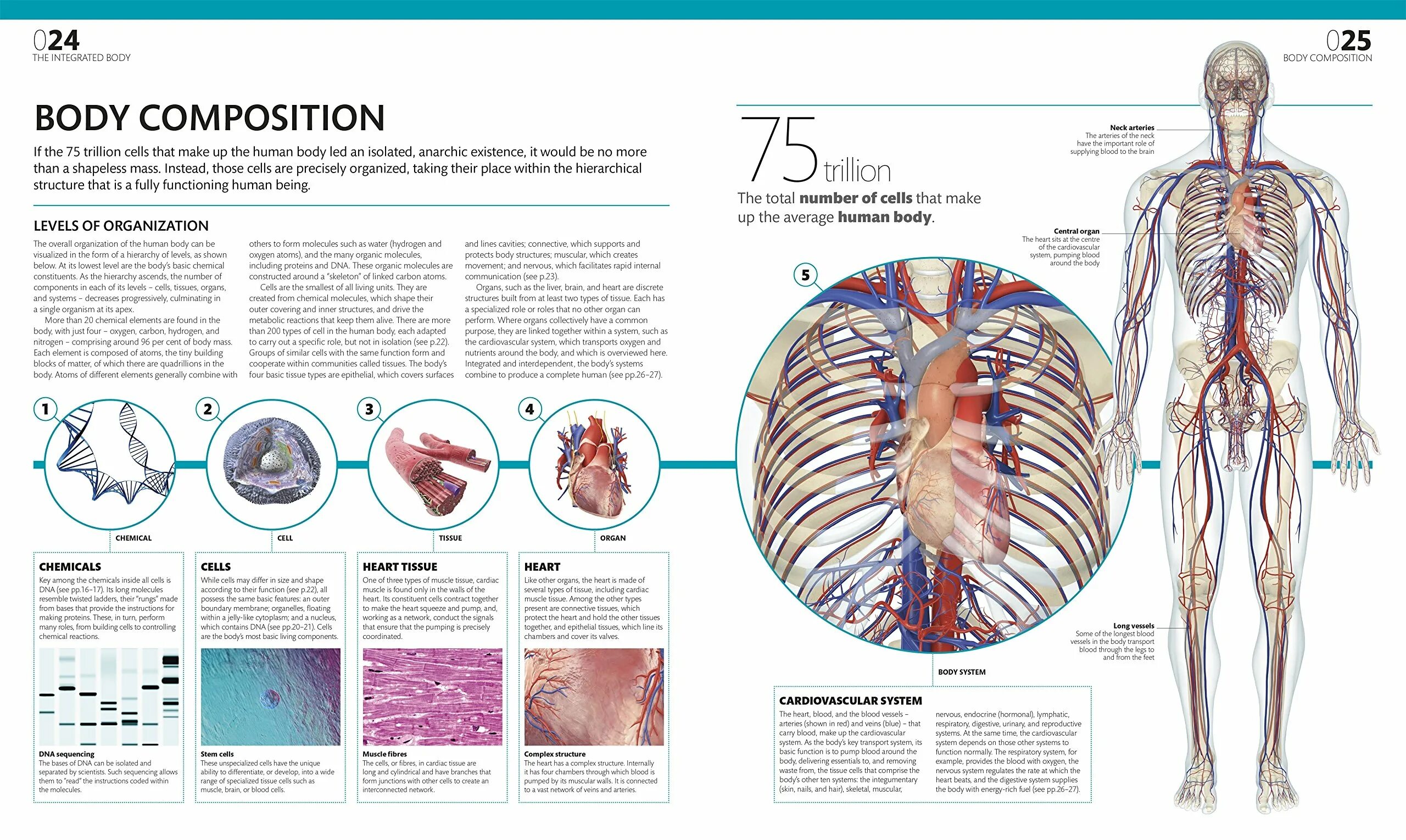 Human org. Human body Composition. Анатомия человека стенд.