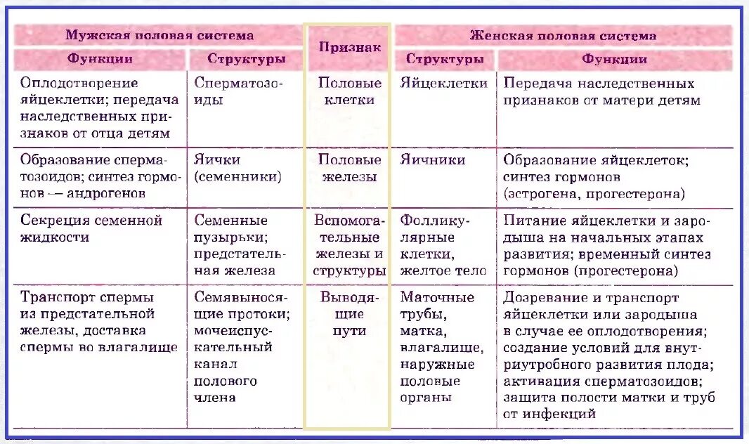 Придаточная железа у мужчин. Таблица по биологии 8 класс половая система человека. Строение половой системы 8 класс биология. Половая система органы и функции таблица. Строение и функции мужской половой системы таблица.