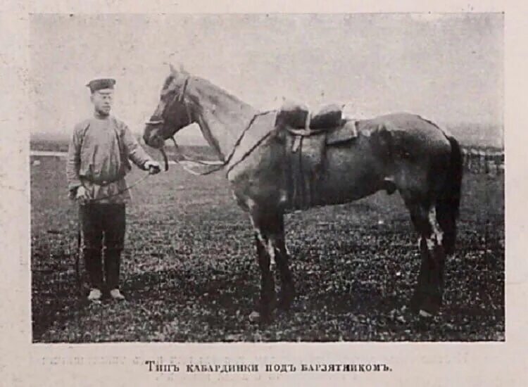 "Типы и породы лошадей Российской империи" Гулькевич н.а. 1900 год. Кони в Российской империи. Кабардинский скакун.