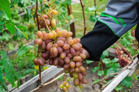 Магазин саженцы винограда