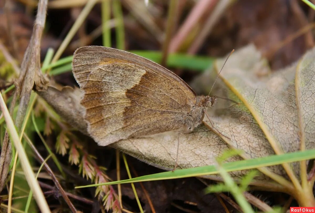 Маскировка насекомых. Мимикрировать под окружающую среду. Мимикрия бабочек. Мимикрия сайт. Мотылек мимикрия.