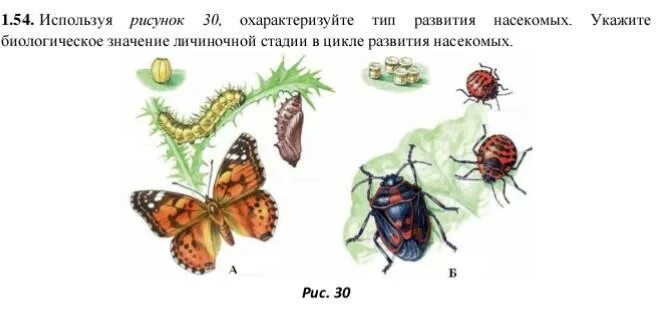 Значение личиночной стадии в развитии насекомых. Биологическое значение личиночной стадии развития. Цикл развития насекомых для дошкольников. Рассмотрите рисунок охарактеризуйте Тип развития.