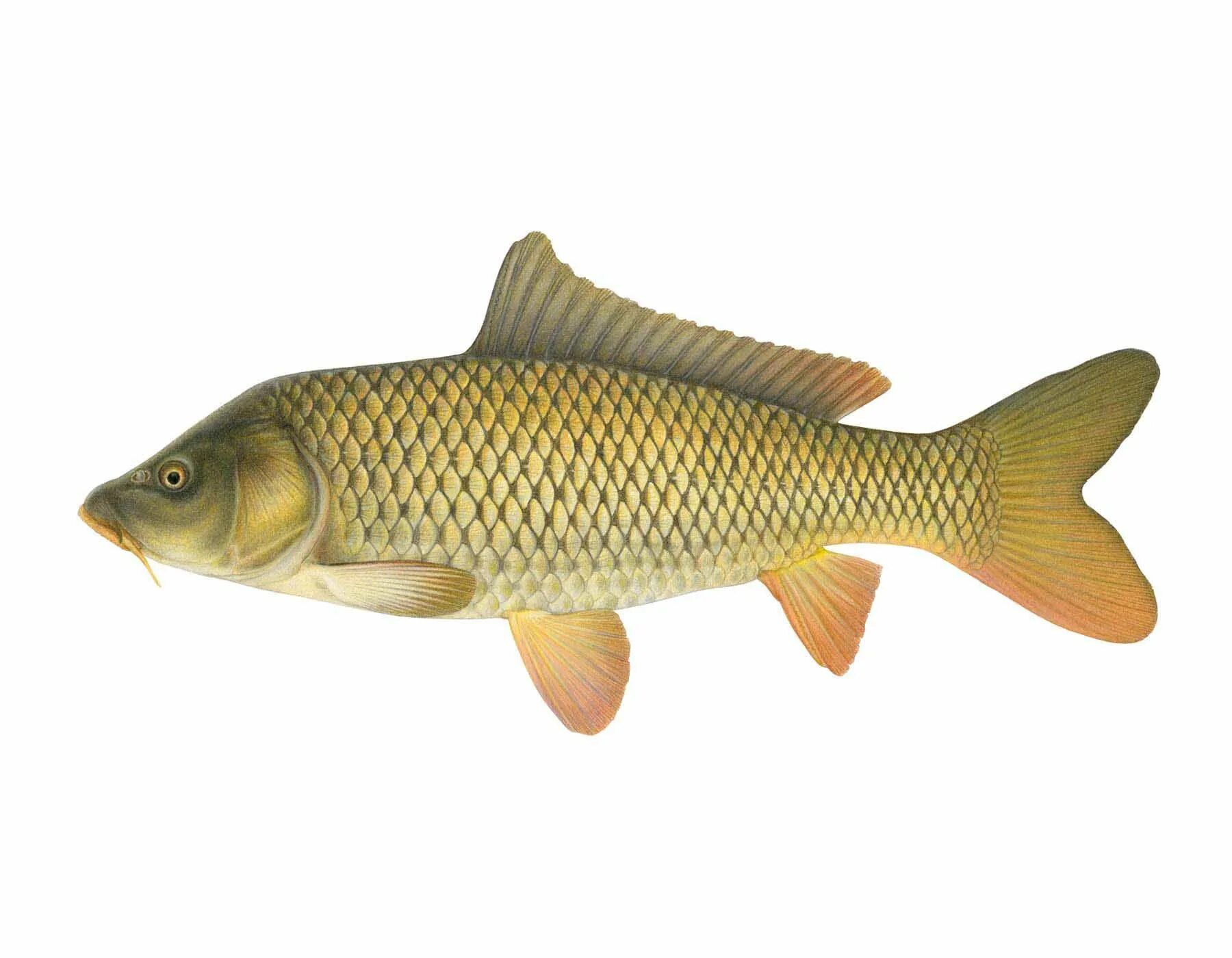 Карп латынь. Ропшинский карп. сазан-carp. сазан балиқ. рыба карп.