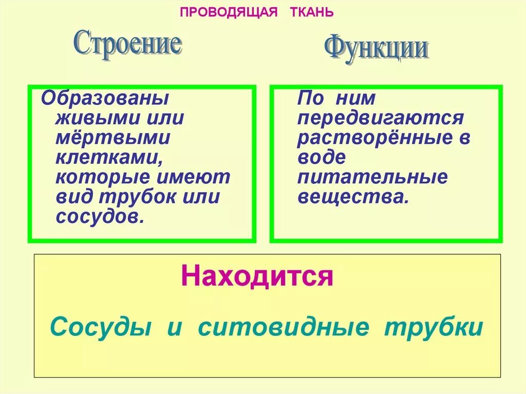 Выполняемая функция основной ткани. Функции проводящей ткани растений. описать функции проводящей ткани.. строение проводящей ткани растений. строение клетки проводящей ткани.