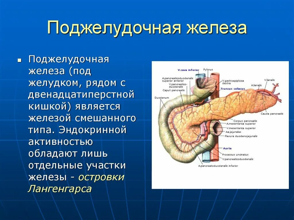 4 стадия поджелудочной железы сколько живут. ,,Поджелудочнаяжелезнаа. Железы поджелудочной железы. Поджелудочная железа развивается из.