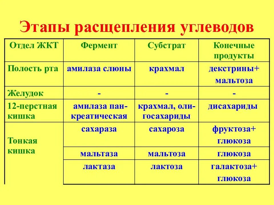 Пищеварительные ферменты расщепляющие углеводы. Схема расщепления углеводов. Расщепление углеводов амилаза. Где расщепляются углеводы. Разложение углеводов.