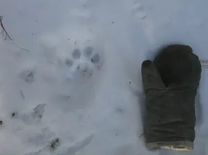 След росомахи