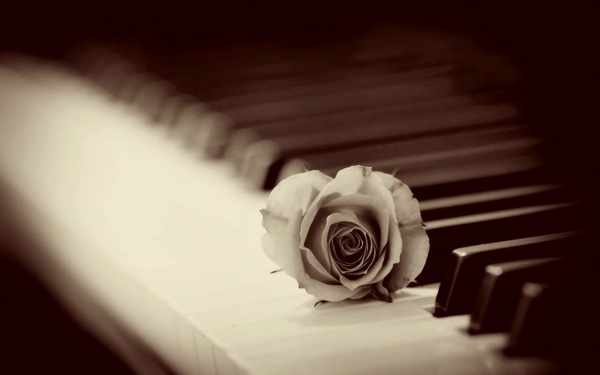 Белые цветы музыка. Фортепиано и цветы. Розы на фортепиано.
