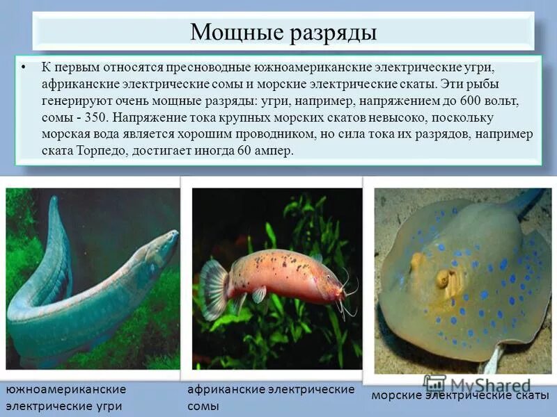Обитатели пресных вод. Что не относится к пресноводному сообществу. Обители речных водоёмов. Животные обитающие в пресных водоемах. Природное сообщество водоем.