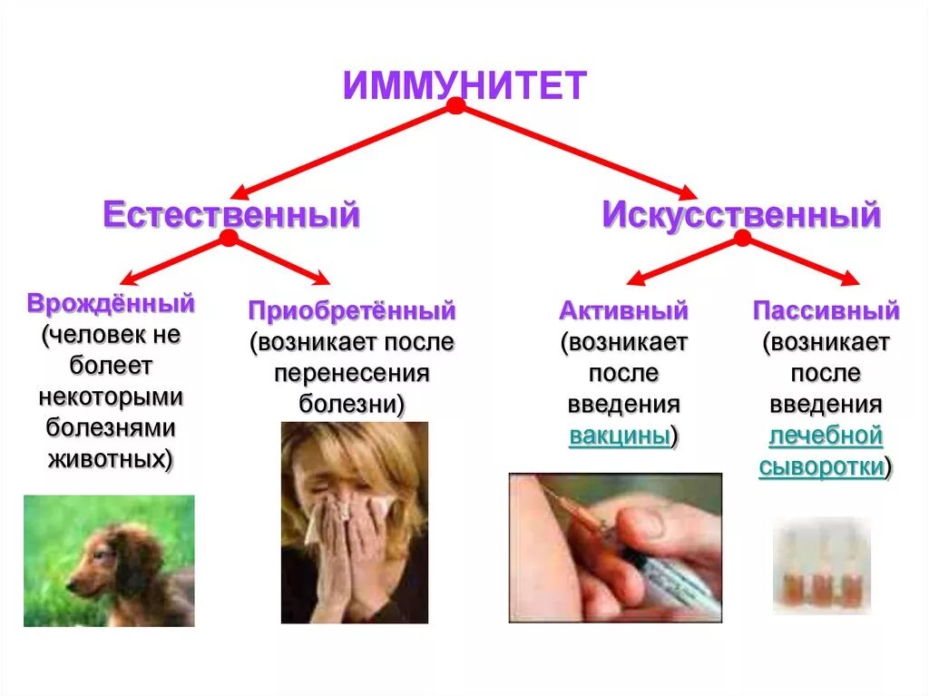 Искусственный иммунитет примеры