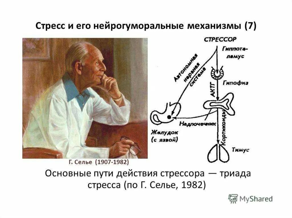 Два основных пути модификации стресса. Теория ганса селье. общий адаптационный синдром ганса селье. ганс селье механизм стресса. ганс селье опыты.