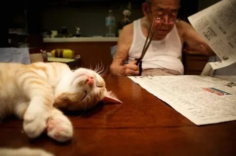 Котенок и его человек 2