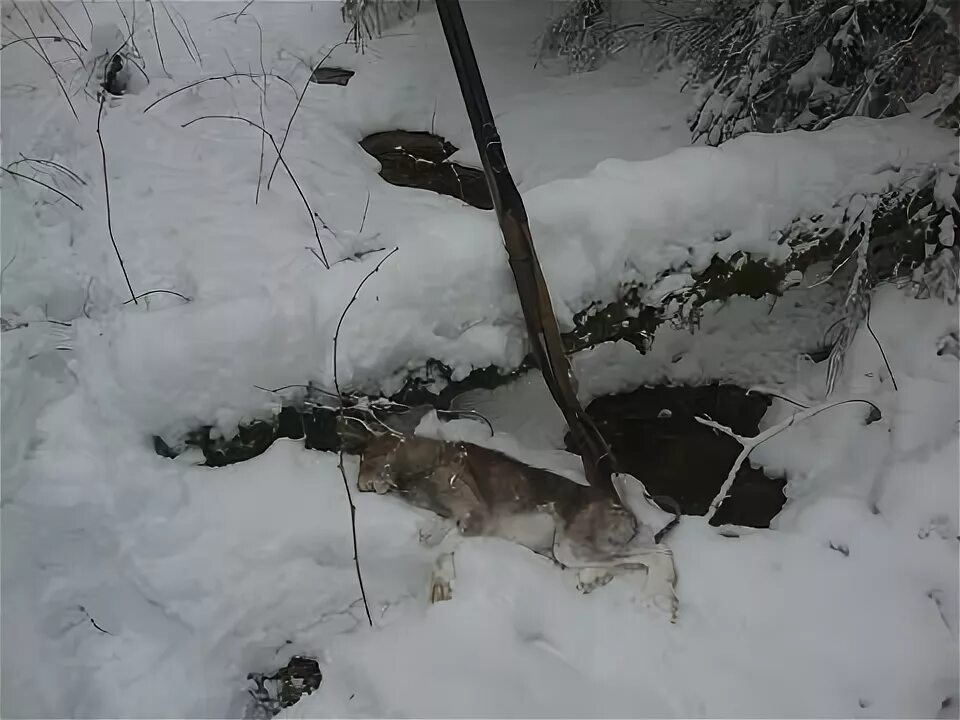 Охота с русской гончей по чернотропу. Охота удачные выстрелы. Берлога зайца