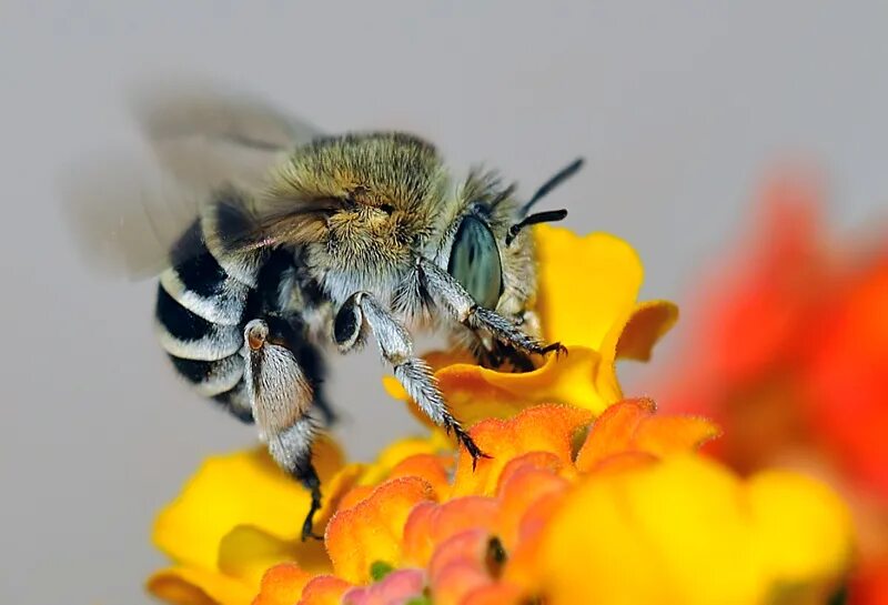 Насекомые бабочка пчела муравей божья коровка кузнечик. Викторина насекомые для дошкольников. Оса стрекоза. Жуки бабочки стрекозы пчёлы это. Пчела стрекоза.