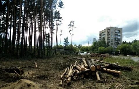 Вырубка в строительстве