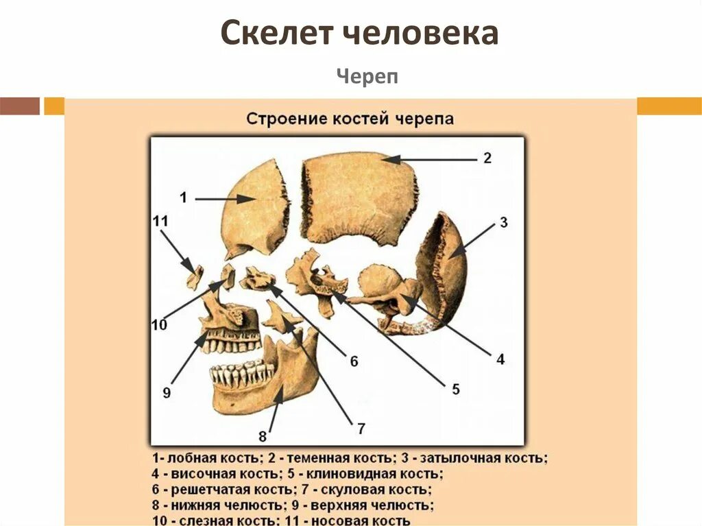 Из каких костей состоит череп