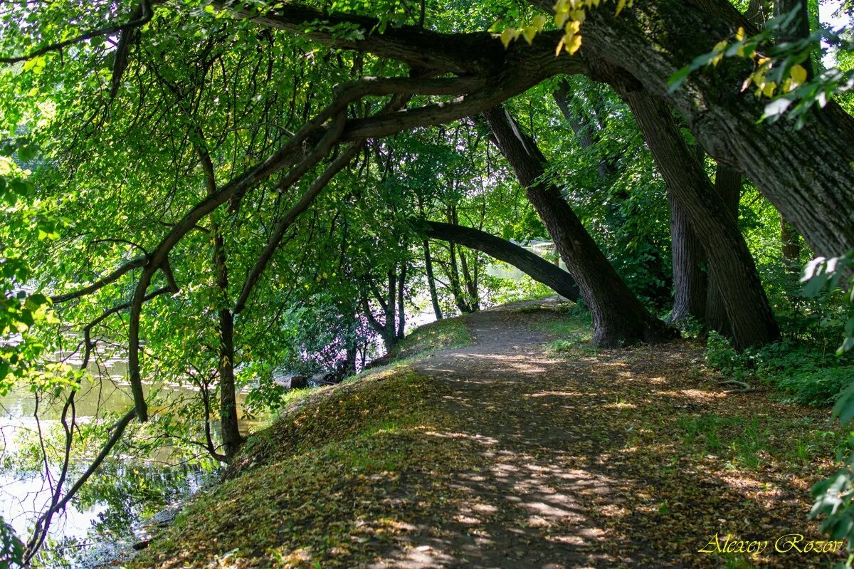 Тропа народа. Парк Кузьминки. Парк Кузьминки природа. Кузьминский лесопарк. Народная тропа.