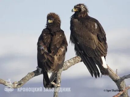 Птицы камчатки