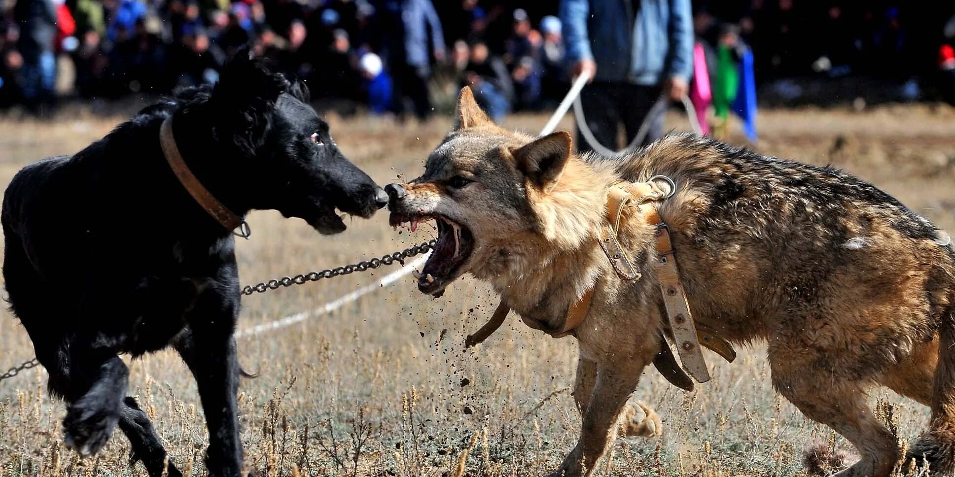 Итлар жанги уз. Собаки против людей