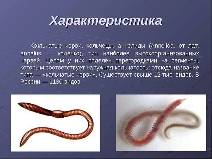 Презентация 7 класс тип черви. Тип кольчатые черви 7 класс. 7 класс биология черви кольчатые черви. тип кольчатые черви 7 класс биология. тип кольчатые черви класс малощетинковые.