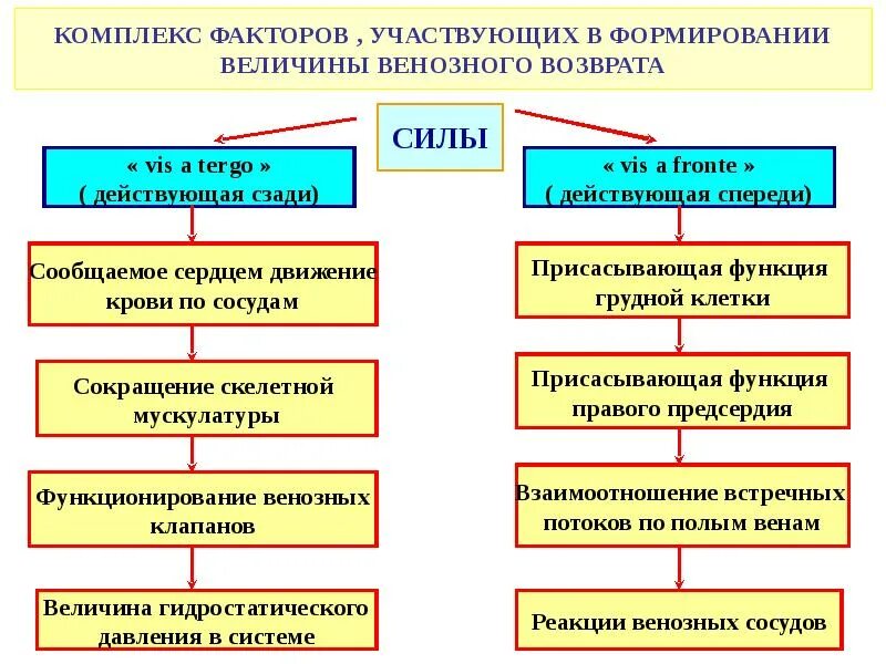 Факторы венозного возврата крови физиология. Механизмы обеспечивающие венозный возврат крови к сердцу. Факторы обеспечивающие венозный возврат крови к сердцу. Механизмы венозного возврата физиология. Возвращают кровь к сердцу