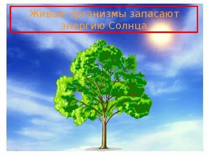 Растения запасают энергию
