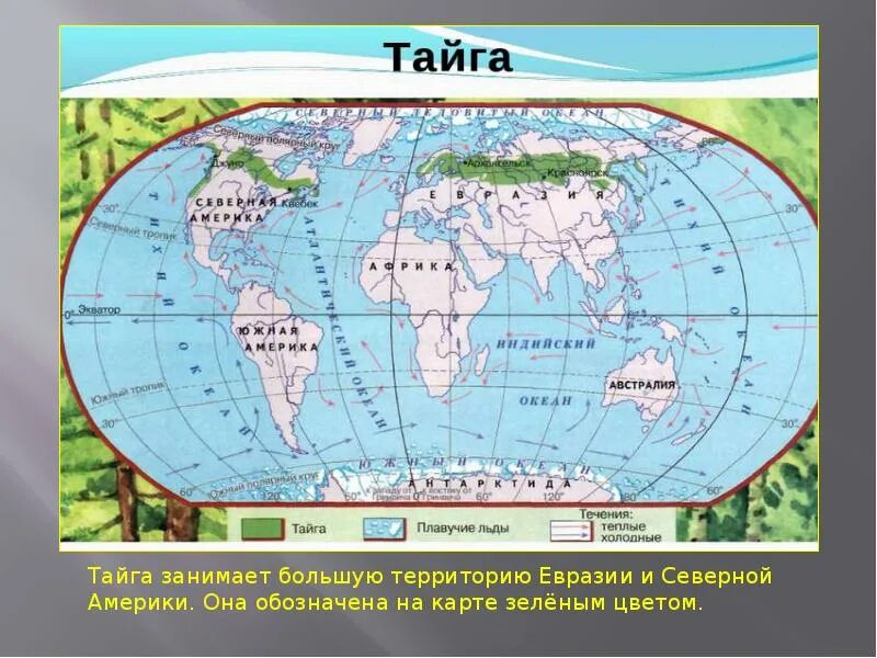 Какую территорию россии занимает тайга. Тайга на карте. Тайга на карте Евразии. Географическое положение тайги на карте.