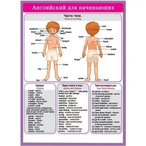 Английские части тела 3 класс с переводом. Части тела на английском. Шпаргалка части тела на английском. Таблица по английскому части тела. Название частей тела на английском.