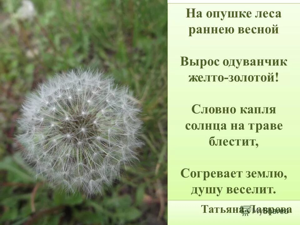 О и высоцкой одуванчик. Стих про одуванчик. Легенда об одуванчике. Легенда про одуванчик для детей. Одуванчик коротко.