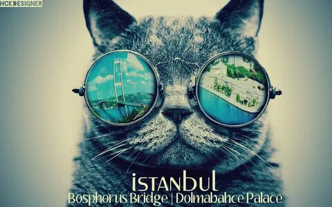 Обои с крутыми котами
