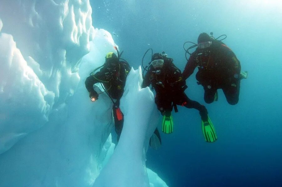 финвал антарктиды. скульптуры антарктиды. антарктида. Antartida tulenlari. крионы чудовища горвица.