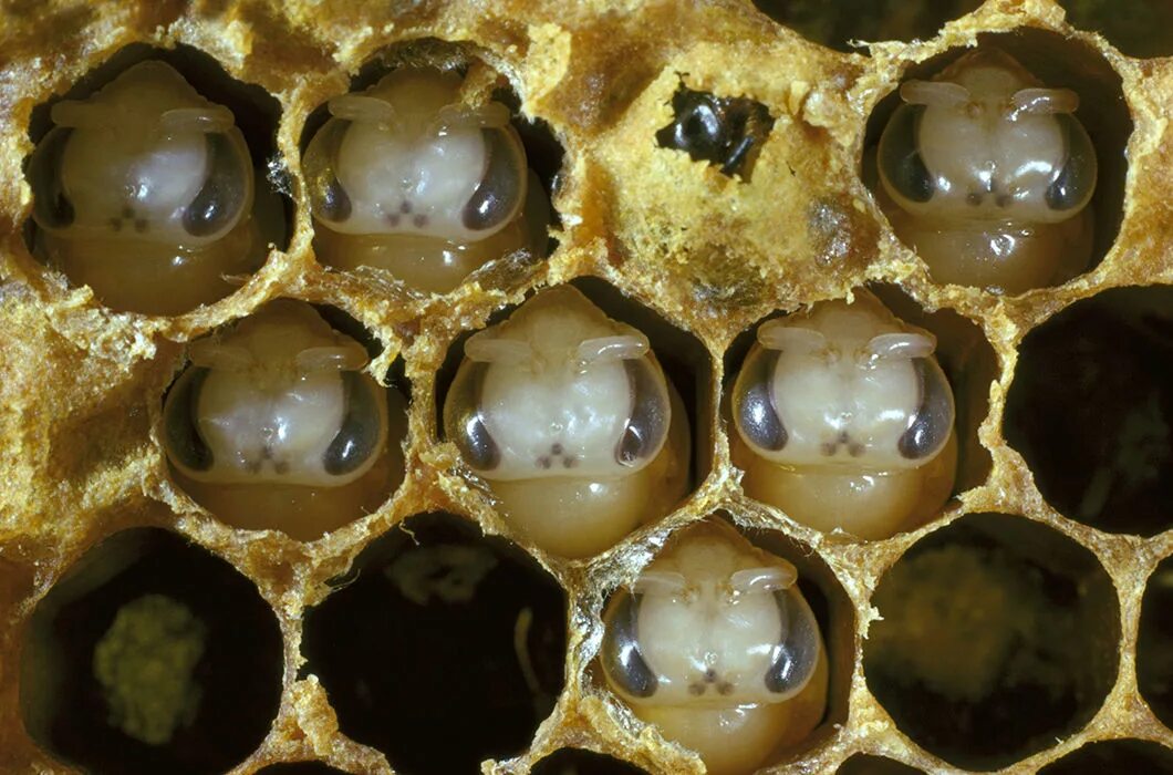Матка пчелы откладывает яйца. Расплод пчел.