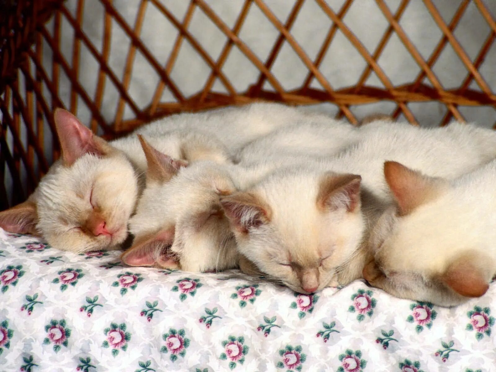 Почему кот сопит во сне. Сиамские котята новорожденные. спящие коты. котенок спит. спящий котенок.