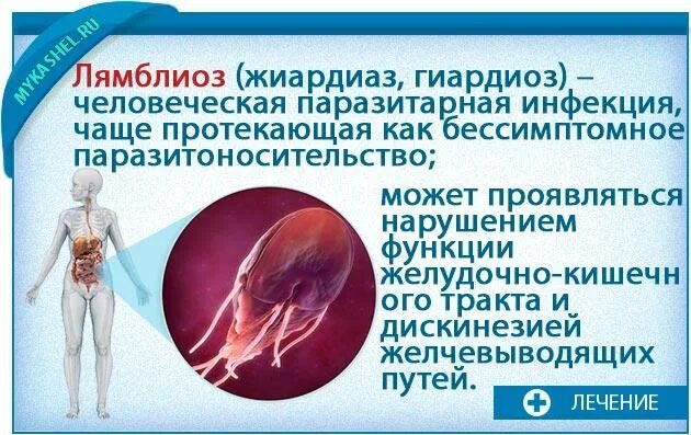 Лямблиоз у взрослых. Факторы передачи лямблиоза. симптомы лямблиоза у человека.