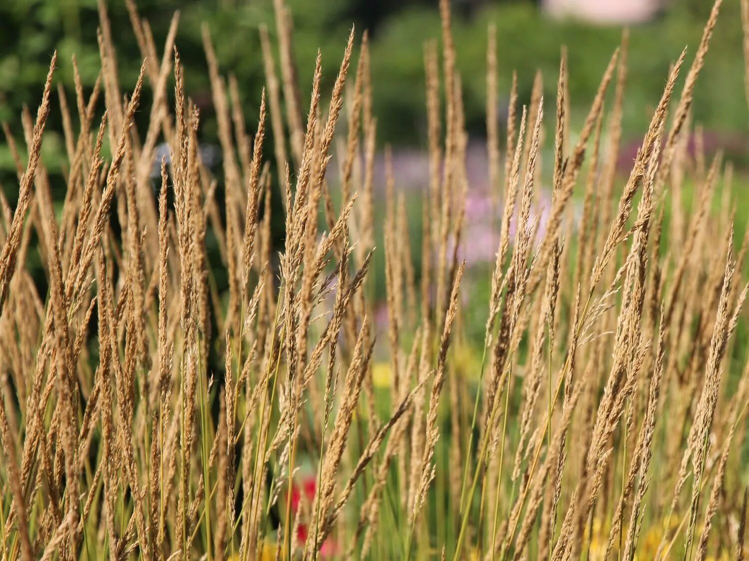 Вейник остроцветковый Karl Foerster. Вейник остроцветковый (Calamagrostis acutiflora). Вейник остроцветковый Waldenbuch. Field description