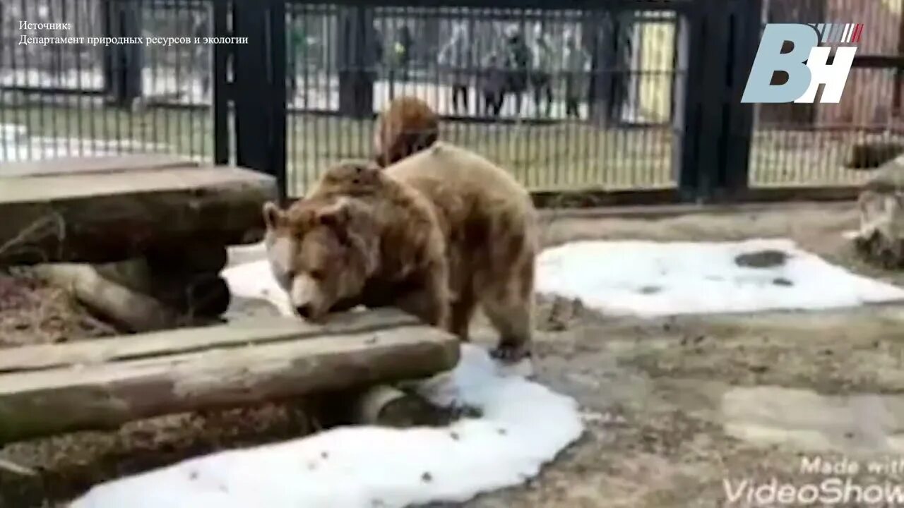 Видео собака привела медведей. Медведь Умка в Воронежском зоопарке. Медведи Воронежского зоопарка. Зоосад медведь. В Воронежском зоопарке проснулись бурые медведи.