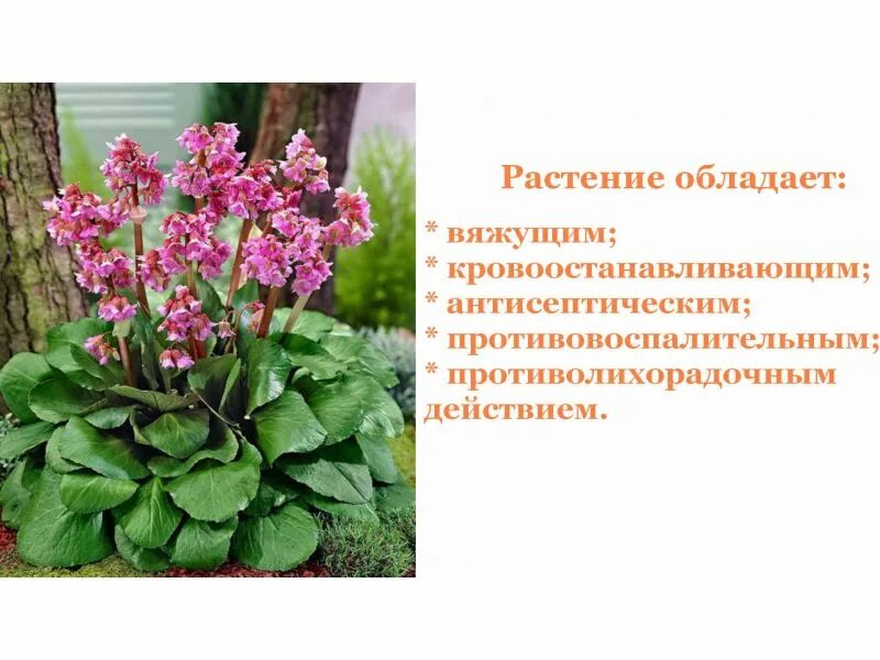 Бадан растение лечебные. Растения бадан применение. Бадан содержит. Бадан растение польза. Лекарственные растения бадан толстолистный.